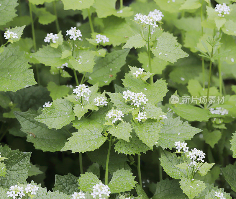 蒜芥，篱笆旁的杰克(Alliaria petiolata)